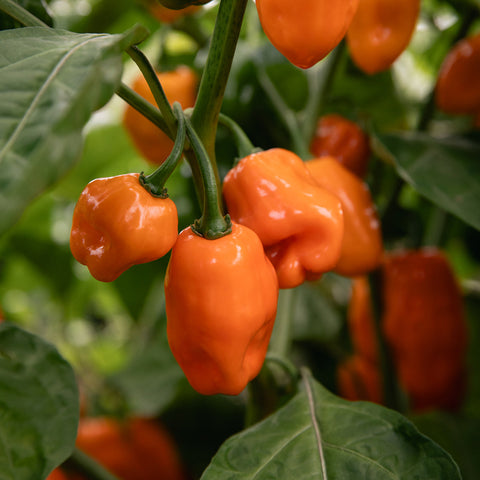 Mango Habanero
