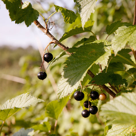 Black Currant with Wild Mint Jam