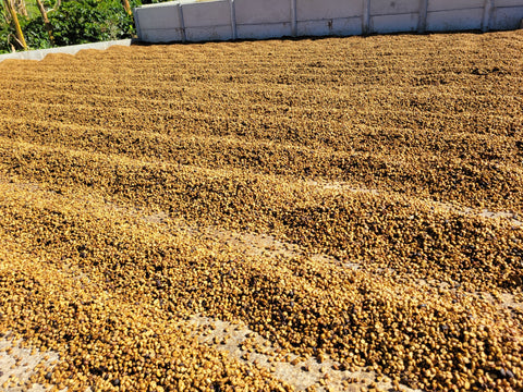 Take Me Home - Costa Rica