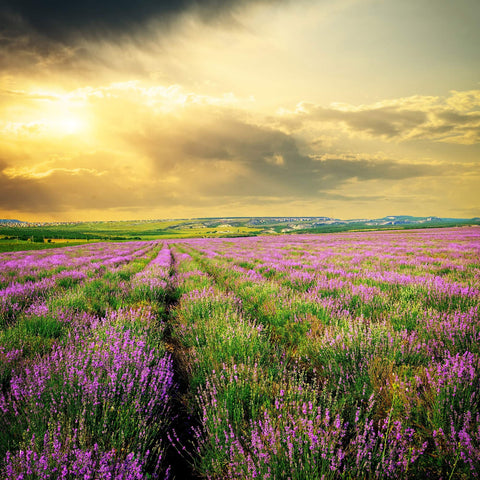 Lavender Flowers "Super Blue” (Whole)