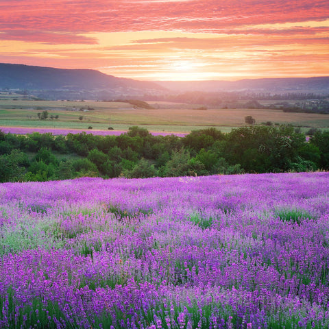 Lavender Flowers "Super Blue” (Whole)