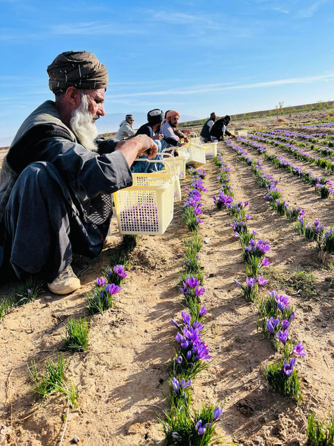 10 Grams (0.3 Oz) Heray Afghan Saffron Extra Class Premium Super Negin Quality