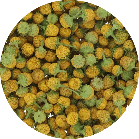 Freeze Dried Buzz Button Edible Flower