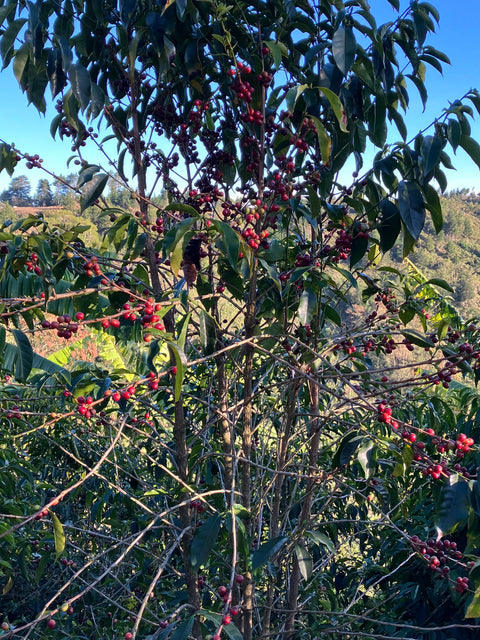 Santa Rosa 1900 - Costa Rica