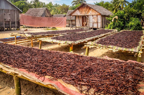 Tahitian Vanilla Beans - Whole Grade B Pods for Extract