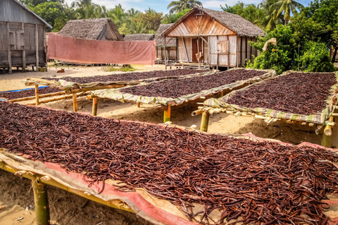 Sri Lankan Vanilla Beans - Whole Grade A Vanilla Pods