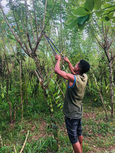 Madagascar Vanilla Beans Grade A Pods