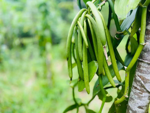 Madagascar Vanilla Beans Grade A Pods