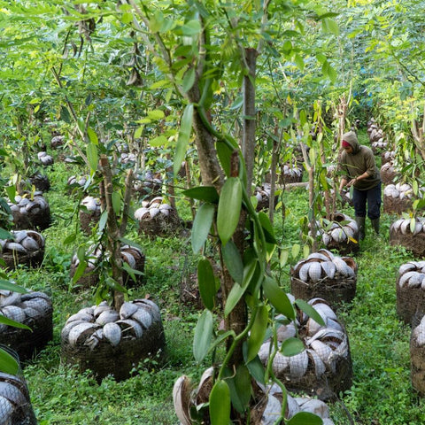 Papua New Guinea Vanilla Beans - Grade A Whole Pods