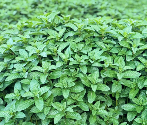 Herati Mint Leaves Extra Aromatic - Single Origin