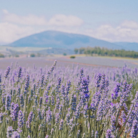 Herbs de Provence | Seasoning Salt