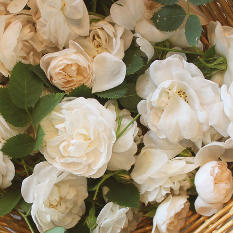 Strawberry with Wild Rose