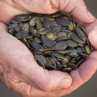 Sprouted Styrian Pumpkin Seeds. Organic