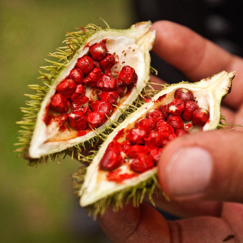 Annatto Seeds (Ground)