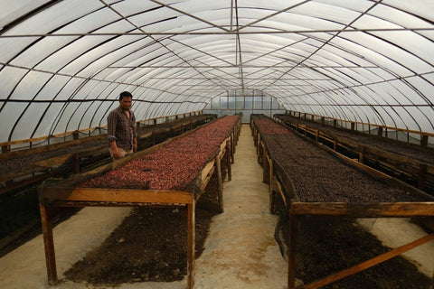 Ribang Gayo - Sumatra