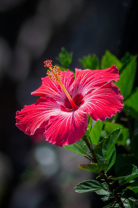 Hibiscus Flower (Gole Khatme) Cut and Sifted Flower (C/S) (0.5 LB)