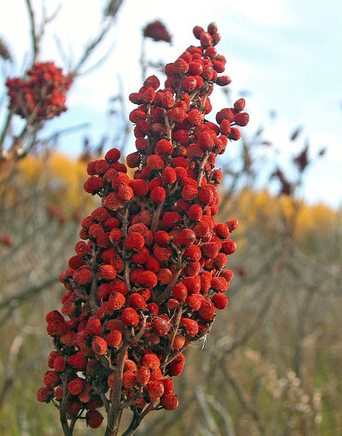 Urfa Sumac Best Quality